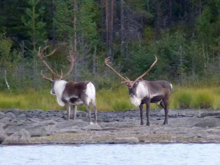 Sweden Canoe Trip 2014