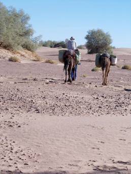 Odyssey Challenging Cancer Sahara Walk